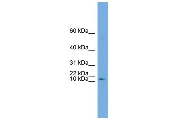 ATP6V0C Antikörper  (Middle Region)