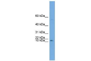 WB Suggested Anti-ATP6V0C Antibody Titration:  0. (ATP6V0C Antikörper  (Middle Region))
