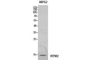 Western Blot (WB) analysis of HeLa cells using IFITM2 Polyclonal Antibody. (IFITM2 Antikörper  (Internal Region))