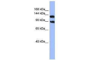 WB Suggested Anti-KCNH3 Antibody Titration:  0. (KCNH3 Antikörper  (Middle Region))