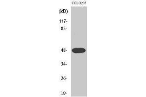 Western Blotting (WB) image for anti-Synaptotagmin XI (SYT11) (Internal Region) antibody (ABIN3187125)