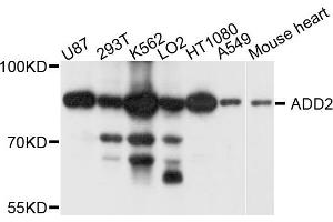 Western blot analysis of extract of various cells, using ADD2 antibody. (ADD2 Antikörper)