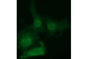 Immunofluorescence (IF) image for anti-EPM2A (Laforin) Interacting Protein 1 (EPM2AIP1) antibody (ABIN1498043) (EPM2AIP1 Antikörper)