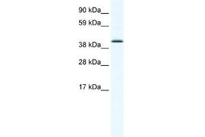 SOX7 antibody (20R-1133) used at 2. (SOX7 Antikörper  (N-Term))