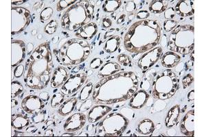 Immunohistochemical staining of paraffin-embedded Human Kidney tissue using anti-TBXAS1 mouse monoclonal antibody. (TBXAS1 Antikörper)