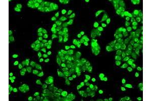 Image no. 4 for anti-P450 (Cytochrome) Oxidoreductase (POR) antibody (ABIN1497744) (POR Antikörper)