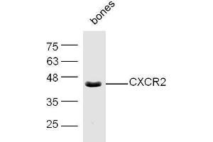 Mouse bone lysates probed with Rabbit Anti-CXCR2/CD182 Polyclonal Antibody, Unconjugated  at 1:500 for 90 min at 37˚C. (CXCR2 Antikörper  (AA 316-360))