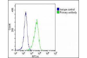 Overlay histogram showing Hela cells stained with A(green line). (Clusterin Antikörper  (N-Term))