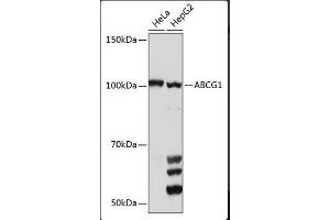 Western Blotting (WB) image for anti-ATP-Binding Cassette, Sub-Family G (WHITE), Member 1 (ABCG1) (AA 1-220) antibody (ABIN1678514) (ABCG1 Antikörper  (AA 1-220))