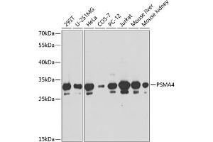 Western blot analysis of extracts of various cell lines, using PSM antibody (ABIN6129445, ABIN6146301, ABIN6146302 and ABIN6217569) at 1:1000 dilution. (PSMA4 Antikörper  (AA 1-261))