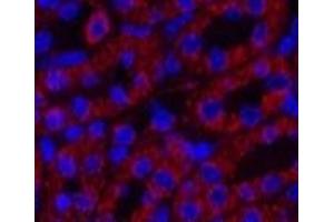 Immunofluorescence analysis of Mouse kidney tissue using COX4I1 Monoclonal Antibody at dilution of 1:200. (COX IV Antikörper)
