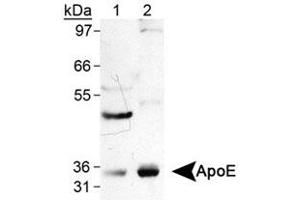 Western blot analysis of APOE in human tissue lysate using APOE monoclonal antibody, clone WUE-4 . (APOE Antikörper)