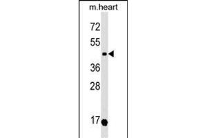 OXTR Antibody (N-term) (ABIN1539559 and ABIN2849236) western blot analysis in mouse heart tissue lysates (35 μg/lane). (Oxytocin Receptor Antikörper  (N-Term))