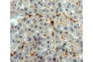 Immunohistochemistry (IHC) image for anti-Annexin A5 (ANXA5) (AA 1-319) antibody (ABIN1077801)