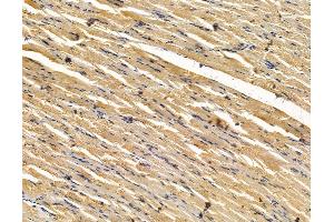 ABIN7096107 and ABIN7100169 at 1/100 staining rat muscle tissue by IHC-P.