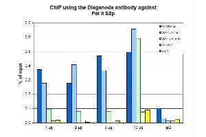 Chromatin Immunoprecipitation for Mouse Anti-Pol II S2p Antibody. (POLR2A/RPB1 Antikörper  (pSer2))