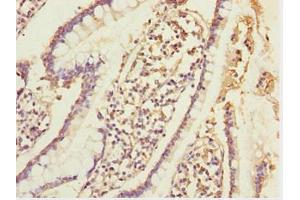 Immunohistochemistry of paraffin-embedded human small intestine tissue using ABIN7152002 at dilution of 1:100 (ERO1L Antikörper  (AA 24-260))