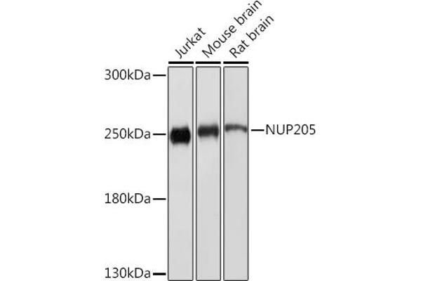 NUP205 Antikörper