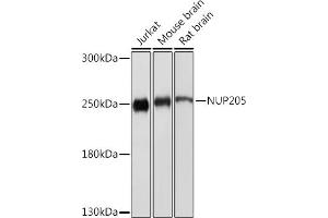 Western blot analysis of extracts of various cell lines, using NUP205 Rabbit pAb (ABIN7269040) at 1:1000 dilution. (NUP205 Antikörper)
