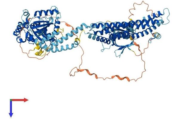 Dynamin 1 Protein (DNM1) (AA 1-864) (His tag)