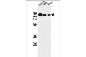 NOL9 Antibody (C-term) (ABIN1881582 and ABIN2843122) western blot analysis in Jurkat,293,Hela cell line lysates (35 μg/lane). (NOL9 Antikörper  (C-Term))