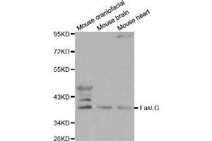 Western Blotting (WB) image for anti-Fas Ligand (TNF Superfamily, Member 6) (FASL) (AA 100-200) antibody (ABIN3020742) (FASL Antikörper  (AA 100-200))
