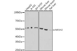 Western blot analysis of extracts of various cell lines, using NR1H2 antibody (ABIN7269011) at 1:1000 dilution.