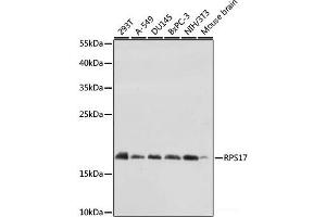 Western blot analysis of extracts of various cell lines using RPS17 Polyclonal Antibody at dilution of 1:1000. (RPS17 Antikörper)
