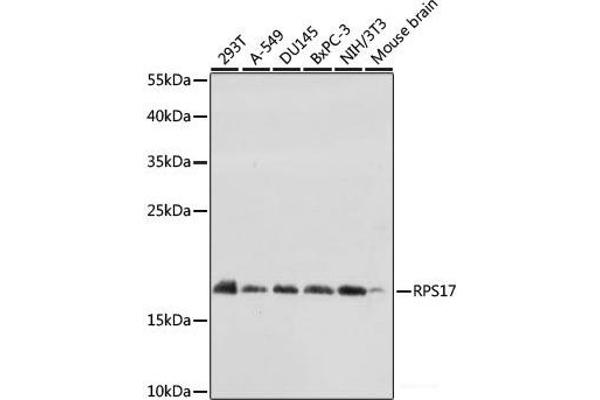 RPS17 anticorps