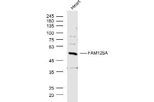 Mouse Heart lysates probed with FAM126A Polyclonal Antibody, Unconjugated  at 1:300 dilution and 4˚C overnight incubation. (FAM126A Antikörper  (AA 1-100))