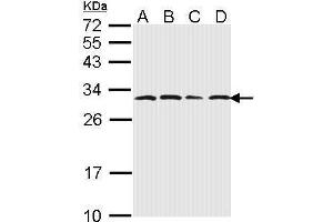 WB Image Sample (30 ug of whole cell lysate) A: 293T B: A431 , C: H1299 D: Hela 12% SDS PAGE antibody diluted at 1:1000