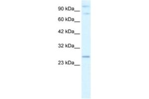 Western Blotting (WB) image for anti-Polycomb Group Ring Finger 3 (PCGF3) antibody (ABIN2460943) (PCGF3 Antikörper)
