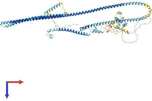 Dynein Regulatory Complex Subunit 1 (DRC1) (AA 1-740) protein (His tag)