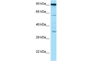 Western Blotting (WB) image for anti-CD82 (CD82) (C-Term) antibody (ABIN2789464) (CD82 Antikörper  (C-Term))