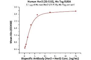 Immobilized Human Her2 (23-510), His Tag (ABIN6973091) at 1 μg/mL (100 μL/well) can bind Bispecific Antibody (Her2 x Her3) with a linear range of 0. (ErbB2/Her2 Protein (AA 23-510) (His tag))