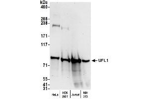 anti-UFM1-Specific Ligase 1 (UFL1) (AA 744-794) antibody