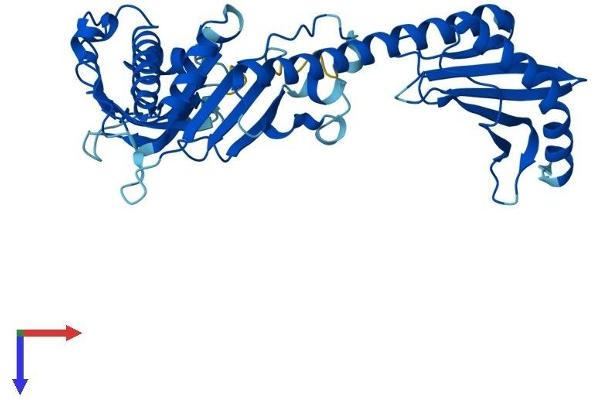 BRE Protein (AA 1-383) (His tag)