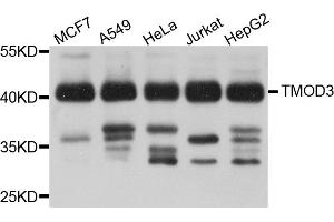 Western blot analysis of extracts of various cell lines, using TMOD3 antibody. (TMOD3 Antikörper)