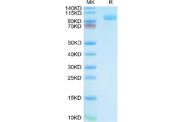 PSMA Protein (AA 44-750) (His tag)