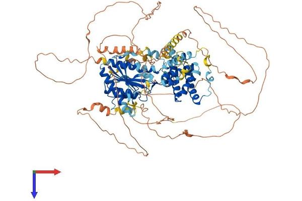 KANSL3 Protein (AA 1-904) (His tag)