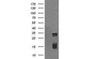 Image no. 1 for anti-Tripartite Motif Containing 38 (TRIM38) (AA 1-265) antibody (ABIN1490687) (TRIM38 Antikörper  (AA 1-265))