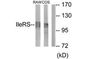 Western blot analysis of extracts from RAW264. (IARS2 Antikörper  (AA 71-120))