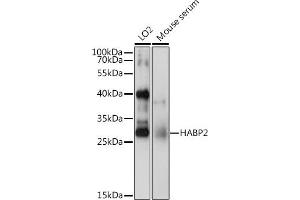 Western blot analysis of extracts of various cell lines, using H antibody (ABIN6129030, ABIN6141583, ABIN6141584 and ABIN6222656) at 1:1000 dilution. (HABP2 Antikörper  (AA 24-313))