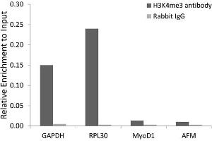Chromatin immunoprecipitation analysis extracts of 293 cell line, using Trimethyl-Histone H3-K4 antibody (ABIN5969804) and rabbit IgG. (Histone 3 Antikörper  (H3K4me3))