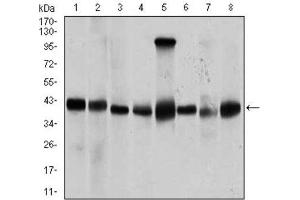 Western Blotting (WB) image for anti-Protein Phosphatase, Mg2+/Mn2+ Dependent, 1A (PPM1A) (AA 202-382) antibody (ABIN1845590)