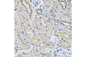 Immunohistochemistry of paraffin-embedded rat kidney using STK3 antibody. (STK3 Antikörper  (AA 323-450))