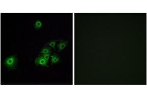 Immunofluorescence (IF) image for anti-Olfactory Receptor, Family 4, Subfamily C, Member 15 (OR4C15) (AA 261-310) antibody (ABIN2891004) (OR4C15 Antikörper  (AA 261-310))