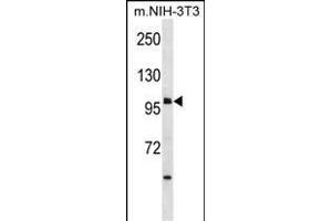 USH1C Antibody (N-term) (ABIN1881984 and ABIN2838647) western blot analysis in mouse NIH-3T3 cell line lysates (35 μg/lane).