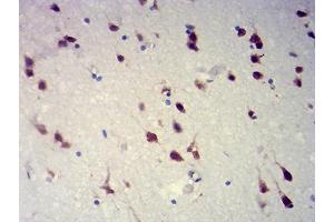 Immunohistochemical analysis of paraffin-embedded brain tissues using RBFOX2 mouse mAb with DAB staining. (RBM9 Antikörper  (AA 1-145))