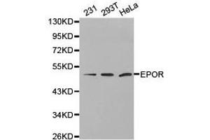 Western Blotting (WB) image for anti-Erythropoietin Receptor (EPOR) antibody (ABIN1872561)